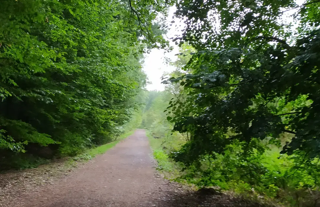 Sentier de promenade en forêt du Warndt en Moselle Est